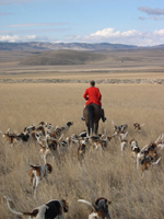Lynn Lloyd with Hounds in Montana
