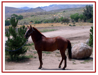 Horses for Sale