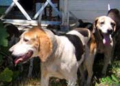 Hounds